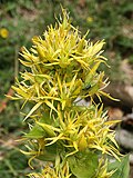 Miniatura para Gentiana lutea