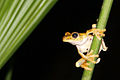 Image 31Gladiator treefrog (Hypsiboas rosenbergi), Osa Peninsula, Costa Rica (from Tree frog)