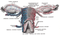 Vessels of the uterus and its appendages, rear view