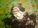 Heather's nudibranch or Redspotted nudibranch Chromodoris heatherae is fairly common in the deeper areas to the north east of the pinnacle. It is quite easy to see as it is white with red spots.