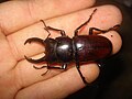 Miniatura para Hemisodorcus arrowi