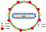 Miniatura para Hepatitis D