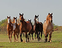 Small herd of rough stock in Texas Horses abreast IMG 5342.jpg