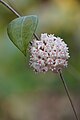 Hoya flower 5