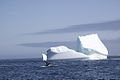 Buckelwal und Eisberg vor Labrador