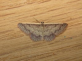 Idaea nephelota