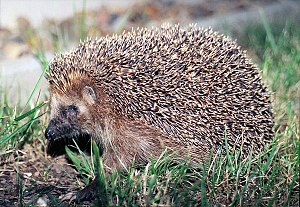 West European Hedgehog