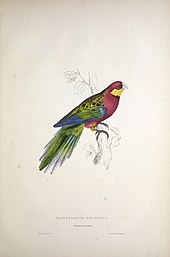 A mainly red and green parrot