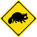 Watch for large animals (raccoon dogs)