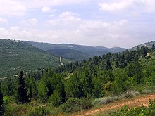 A series of mountains with evergreen trees, grasses, and shrubs