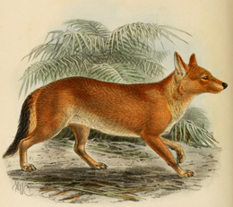 John Gerrard Keulemans rajza az állatról (1890)