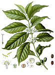 Coffea arabica — Кофейное дерево аравийское
