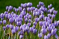 Large flowering of purple crocuses.jpg