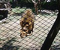 Leones en el Buin Zoo