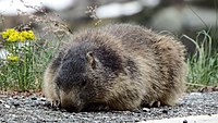 Marmotta