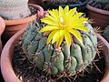 Matucana aureiflora