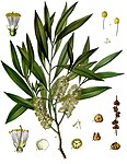Melaleuca leucadendra — Кайюпутовое дерево