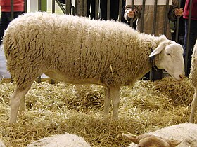 Brebis au salon de l'agriculture