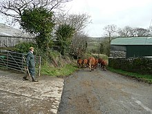 A herd of cattle near Camelford Moving the beasts - geograph.org.uk - 689725.jpg