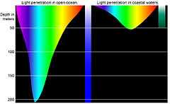 Comparison of the depths which different colors of light penetrate open ocean waters and the murkier coastal waters. Water absorbs the warmer long wavelengths colours, like reds and oranges, and scatter the cooler short wavelength colours. NOAA Deep Light diagram3.jpg
