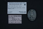 Miniatura para Chiton articulatus