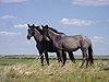 Two young Nokota mares