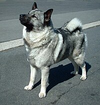 挪威獵鹿犬家犬的一個品種