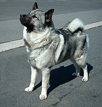 Norwegian Elkhound.jpg