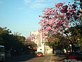 Ipês na área urbana do município.