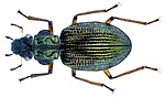 Ochthebius granulatus