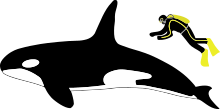 Diagram showing a killer whale and scuba diver from the side. The whale is about four times longer than the person, who is roughly as long as the whale's dorsal fin.