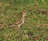 Pacific Golden Plover (Pluvialis fulva) in Kolleru, AP W IMG 4108.jpg