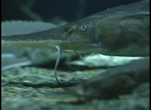 File:Pallid sturgeon activity with syphoning.webmhd.webm