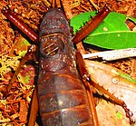 Detalle do aspecto dorsal anterior dunha femia de Panoploscelis specularis. O lobo rascador pode verse no lado dereito do tegmen esquerdo. As veas transversais do tegmen dereito non son visibles, xa que o tegmen esquerdo cobre o dereito.