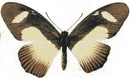 Papilio cynorta