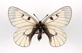 Parnassius mnemosyne adamellicus