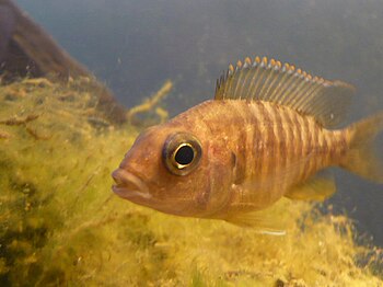 Female Aulonocara sp.