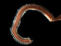 Phyllodoce maculata (gestippelde dieseltreinworm)