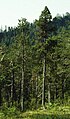 Spirke (Pinus mugo subsp. uncinata)