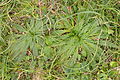 Plantago serraria