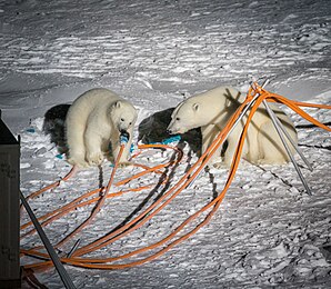 Žürii tunnustus: jääkarud elektrikaablite kallal (Janek Uin)