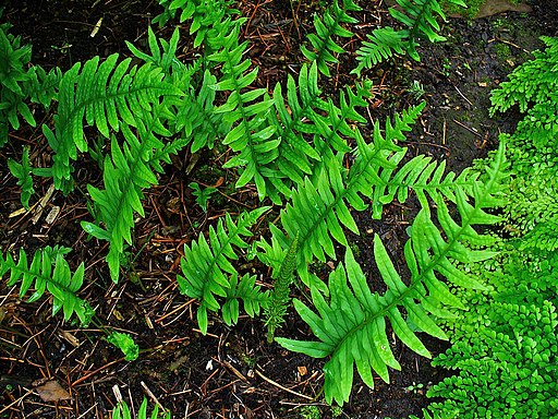 Polypodium vulgare 001