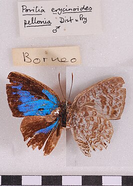 Poritia erycinoides