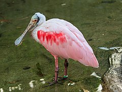 Platalea ajaja (Threskiornithidae)