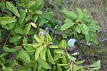 Prunus spinosa, Rtanj
