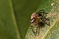 Pseudemathis trifida (female)