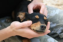 Small dog laying between the hands