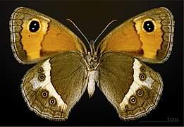 Female underside