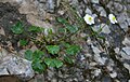 Alpen-Hahnenfuß (Ranunculus alpestris)