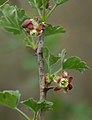 Fiori di uva spina. L'uva spina in Italia cresce al Nord e sull'Appennino centro-settentrionale